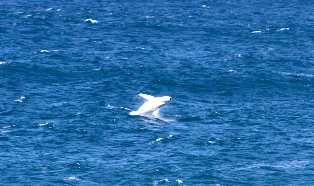 Bed and Breakfast Sea Whispers Kiama Exteriér fotografie